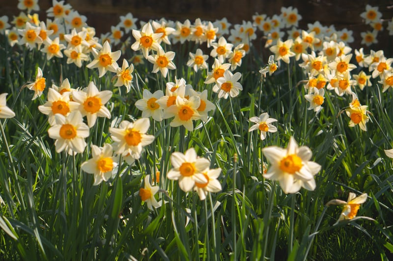 Spring Flowers