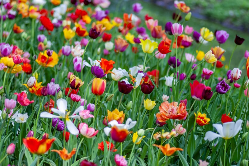 spring flowers